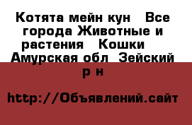 Котята мейн кун - Все города Животные и растения » Кошки   . Амурская обл.,Зейский р-н